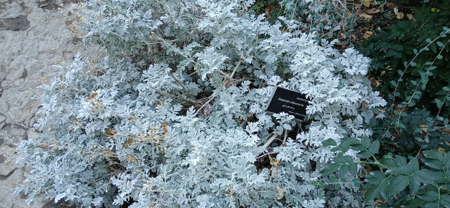 برگزاری اردوی آموزشی از باغ ملی گیاه شناسی ایران 5