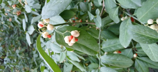 برگزاری اردوی آموزشی از باغ ملی گیاه شناسی ایران 6